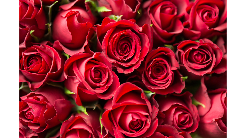 roses